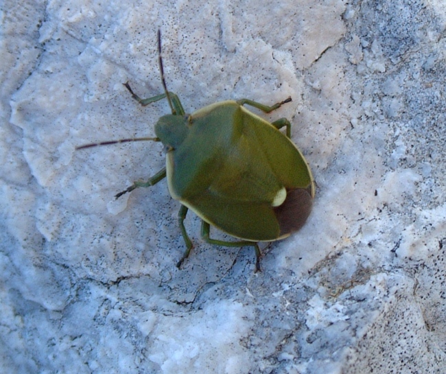 HETEROPTERA: CHIAVI DICOTOMICHE